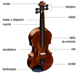 Viola